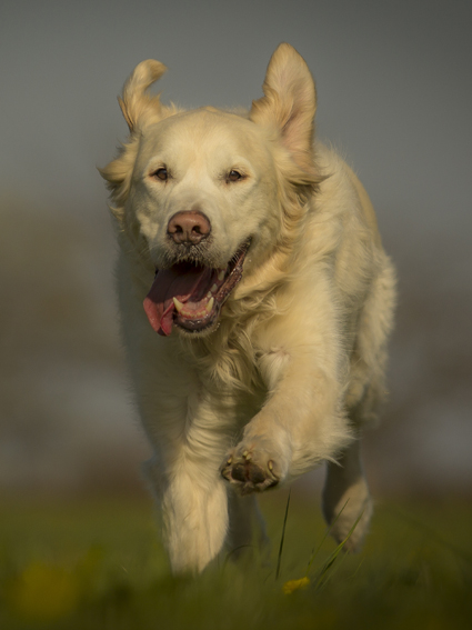 Golden Retriever Marley