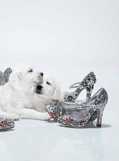 GR-Welpe02Bru-Lofficiel