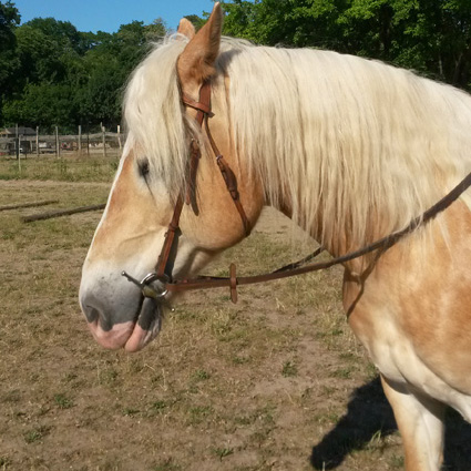 Haflinger Linus