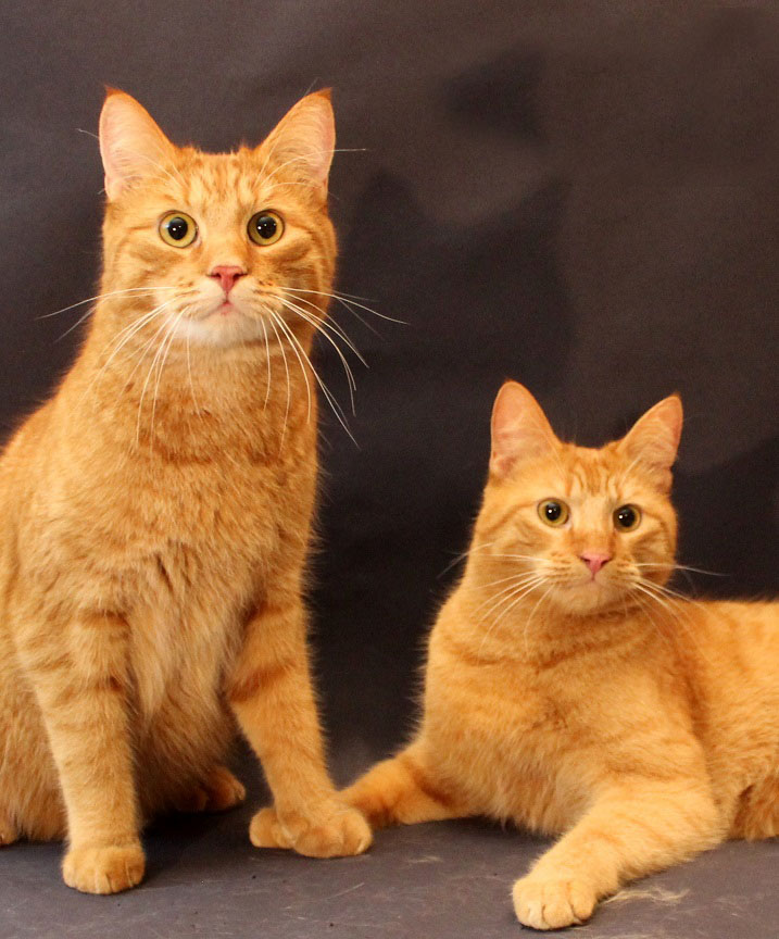 Male cats Max & Moritz