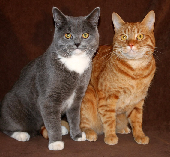 Hauskatzen Winfried und Rocky