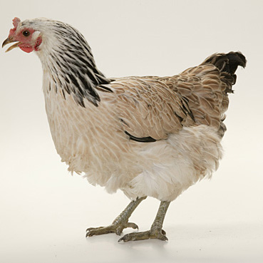 Huhn Berta (tricolor)
