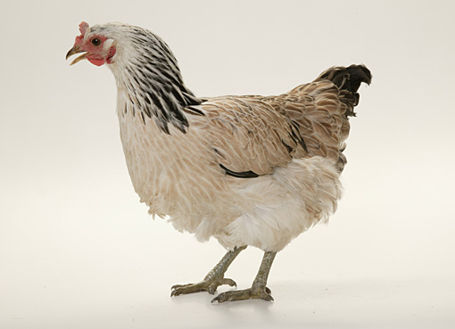 Chicken Berta (tricolor)