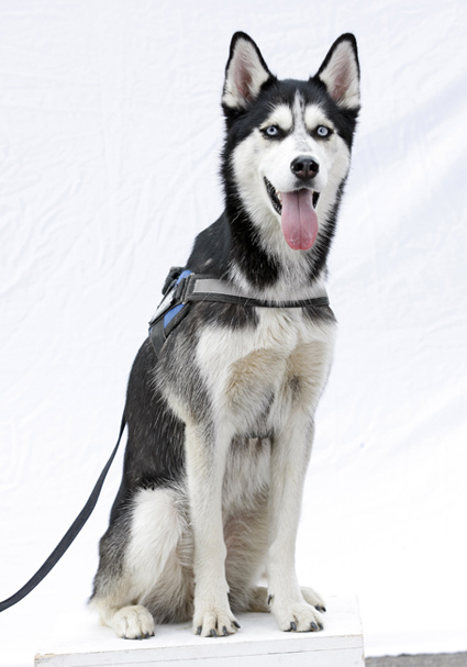 Husky Amanda