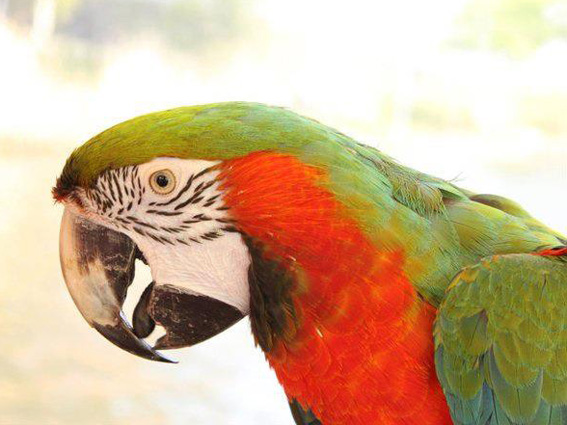 Hybrid macaw Rammstein