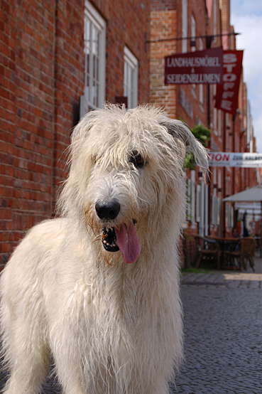Irischer Wolfshund Merlin