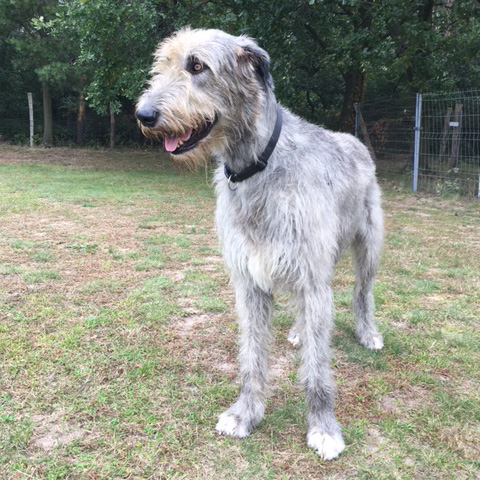 Irischer Wolfshund Zorro