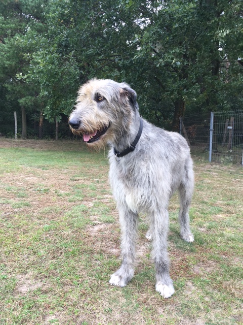 Irish wolfhound Zorro