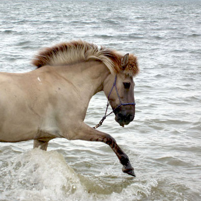 Iceland horse Máni