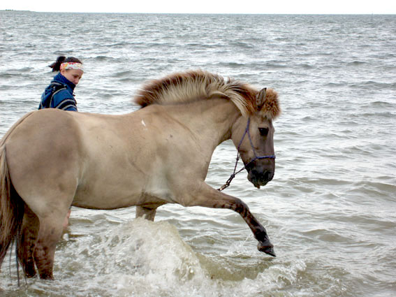 Iceland horse Máni