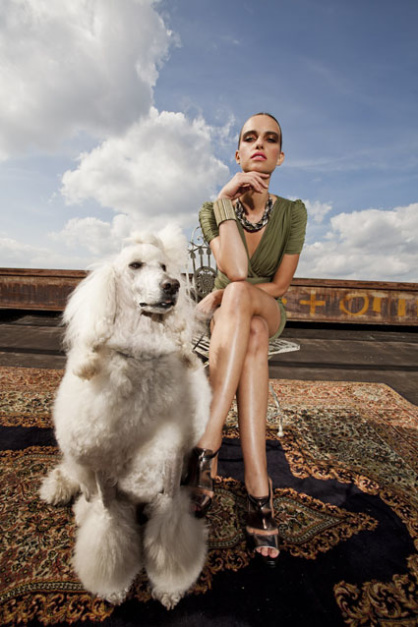 KöPudel-Bello04Zit62cm