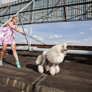 Königspudel Bello macht eine gute Figur