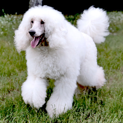 Large Poodle Rudi