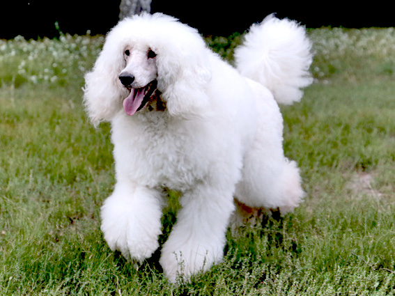 Large Poodle Rudi
