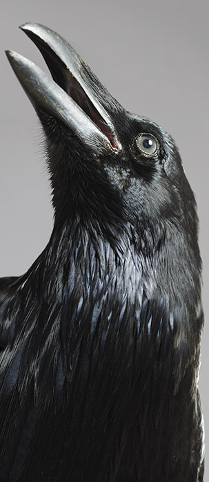 Common raven Milo