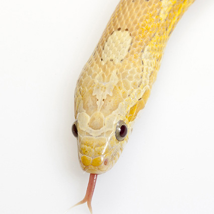 Corn snake Golddust