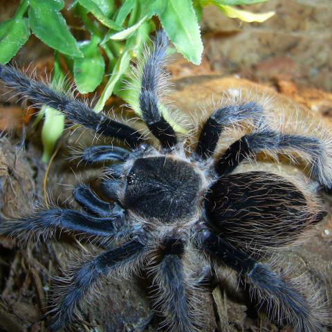 Kraushaar Vogelspinne