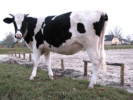 Cow Cora