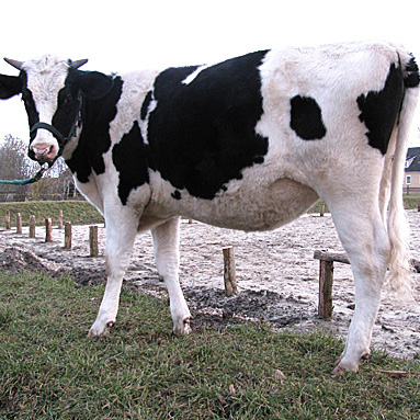 Cow Cora