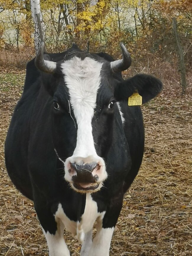 Kuh-Lady-filmkuh-ekkifant