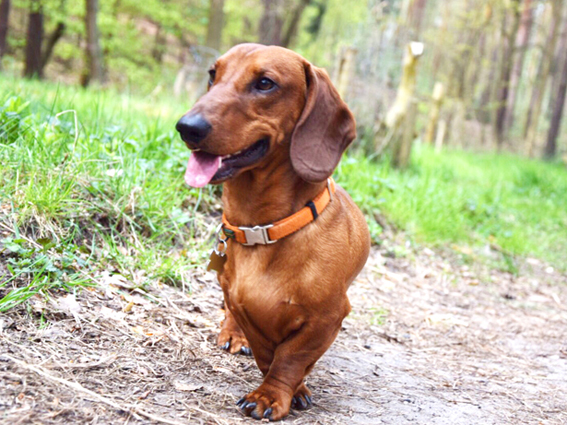 Kurzhaarteckel Ludwig