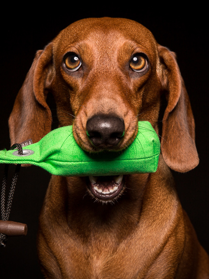 Short Hair Dachshund Carla Ekkifant Agency For Animals