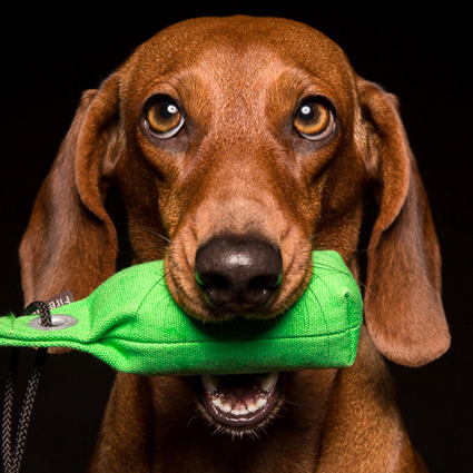 Kurzhaarteckel Carla