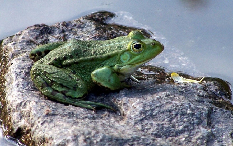 European tree frog