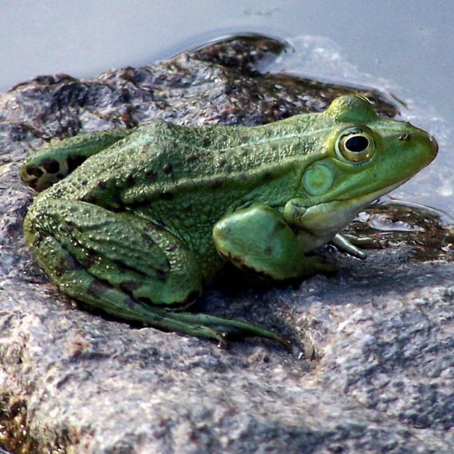 European tree frog