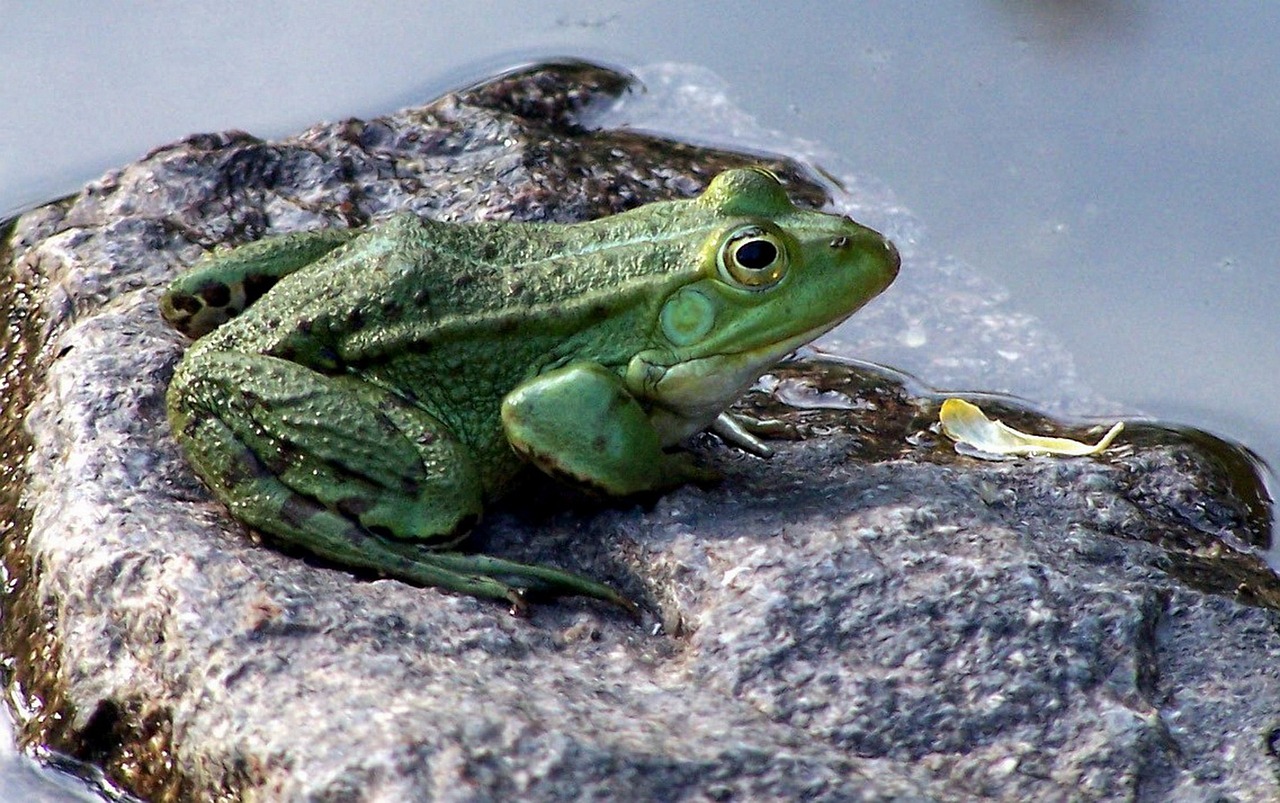 European tree frog laubfrosch
