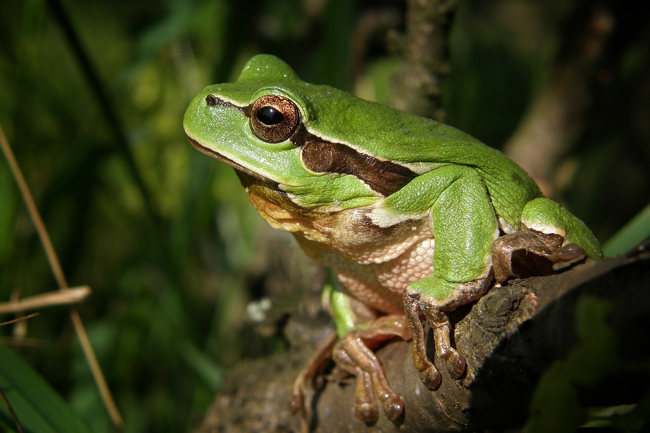 Laubfrosch01Bsp_ekkifant