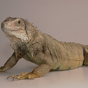Iguana Kuko