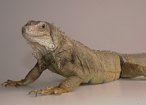 Iguana Kuko