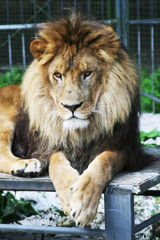 Lion Zulu