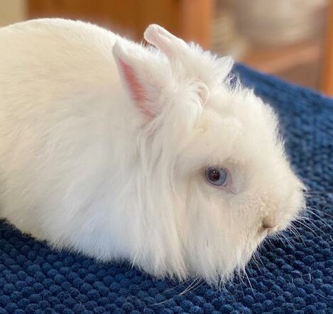 Löwenkopf-Holly01Bru Kopie