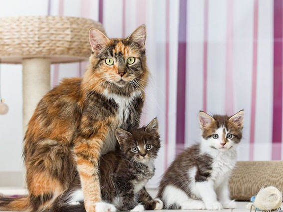 Maine Coon Toffi und ihre Kitten