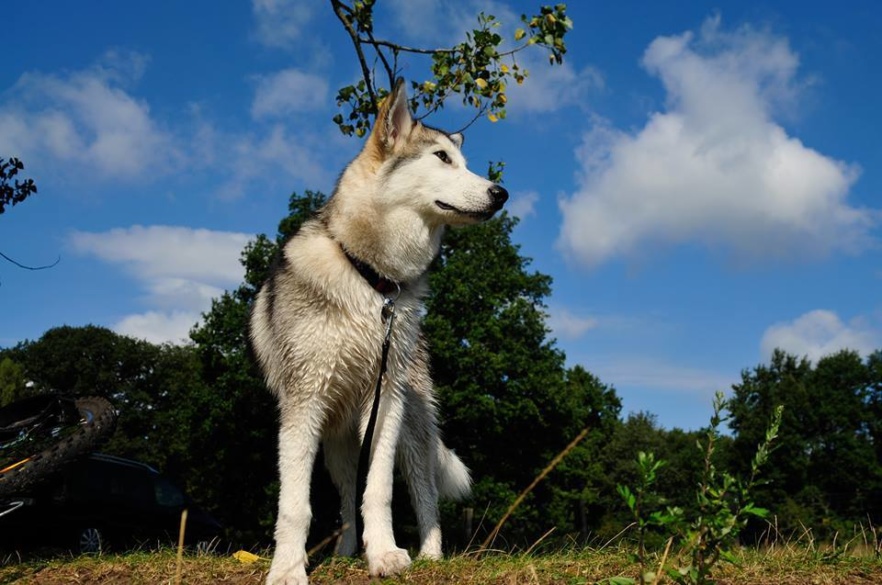 Alaskan Malamute Aika