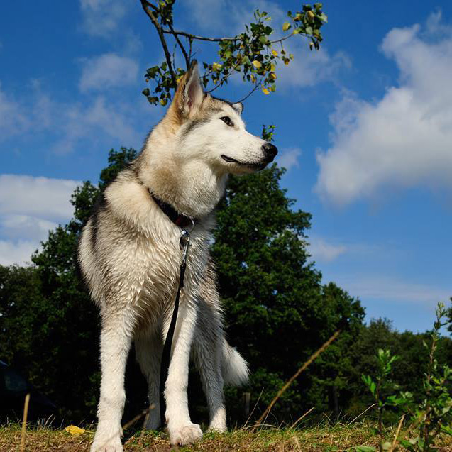 Alaskan Malamute Aika