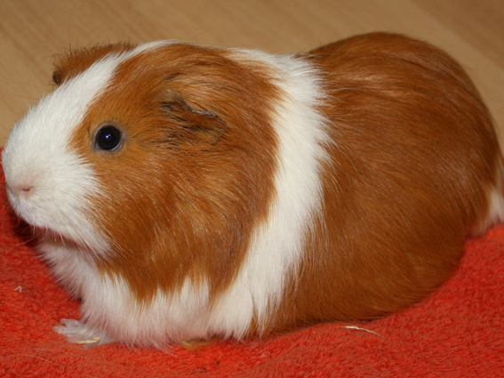 Guinea pig Joe