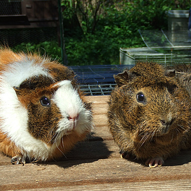 Meerschweinchen Mukki und Tom