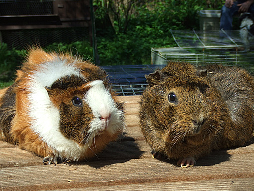 Meerschweinchen Mukki und Tom