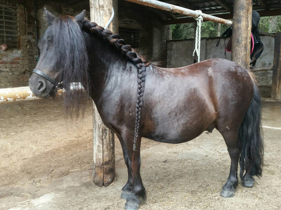 Mini pony Fuzzi