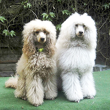 Mittelpudel Usti und Rudi