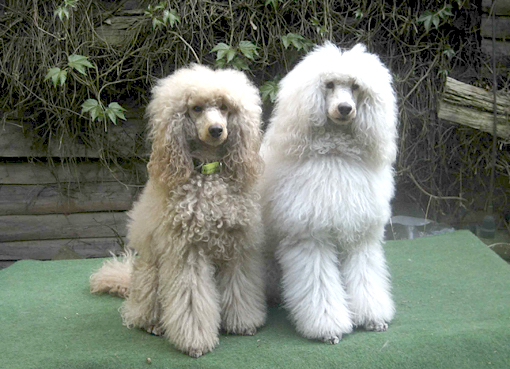 Poodles Usti and Rudi