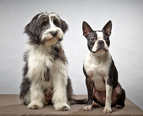 Mix Spatzi und Boston Terrier Spike