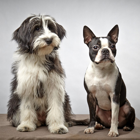 Mix Spatzi and Boston Terrier Spike