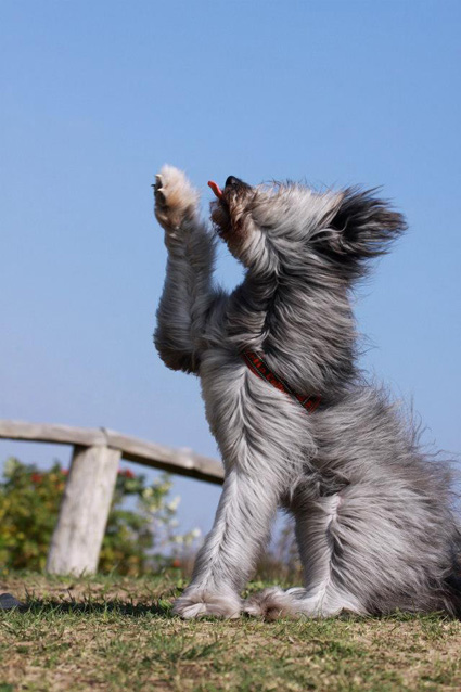 Mix Zazu | ekkifant | AGENTUR FÜR TIERE