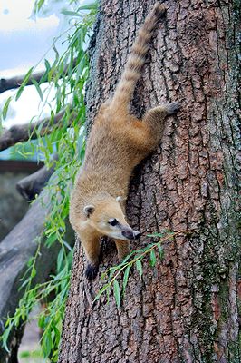 Coati Elvis