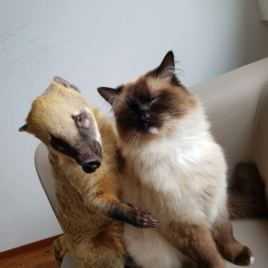 Nasenbär_Sunny_Eberk.