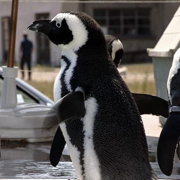 Humboldt Pinguin Waldis